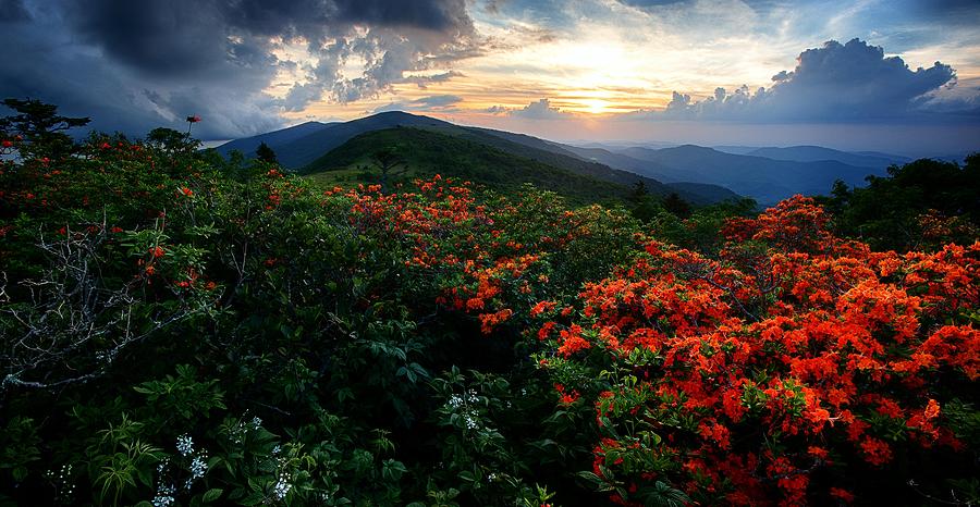 Flame Azaleas on the Appalachian Trail at sunset Photograph by Brett Maurer
