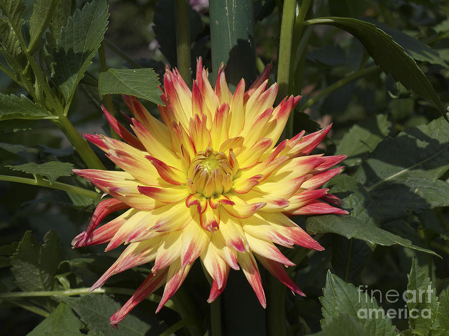 Flame Dahlia Photograph by Brenda Kean - Fine Art America