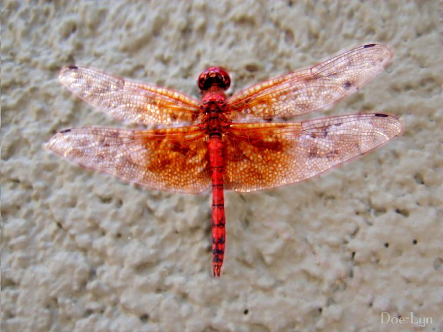 Flame Dragonfly  Photograph by Doe-Lyn