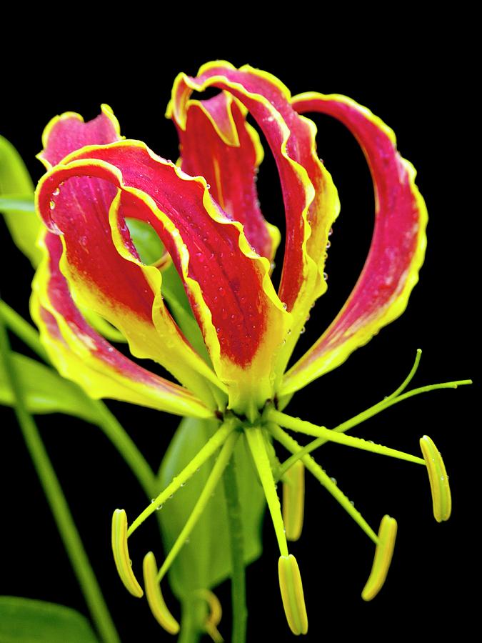 Flame Lily (gloriosa Superba) Photograph by Ian Gowland
