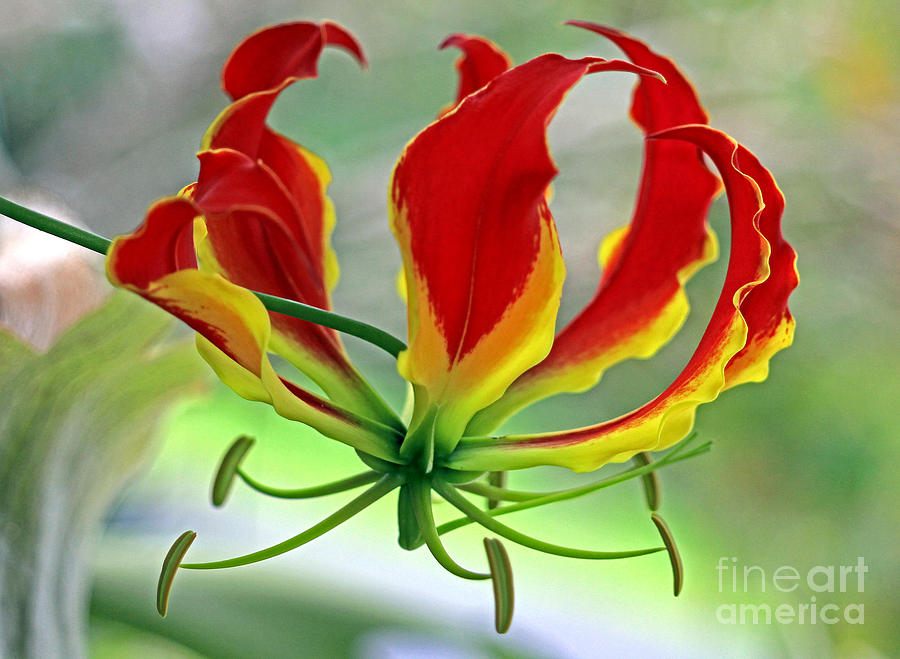 Flame lily I Photograph by Larry Nieland