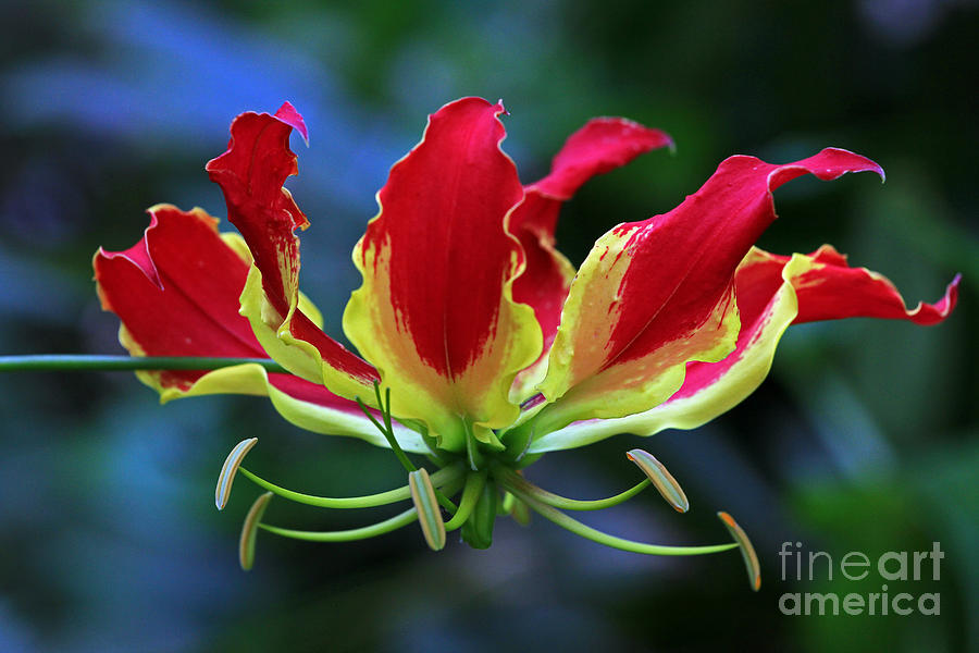Lily Photograph - Flame Lily II by Larry Nieland