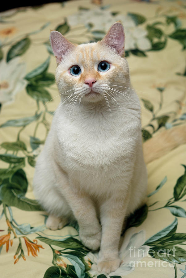 Cat Photograph - Flame Point Siamese Cat by Amy Cicconi