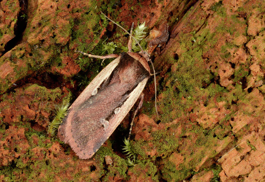 Flame Shoulder Moth Photograph by Nigel Downer
