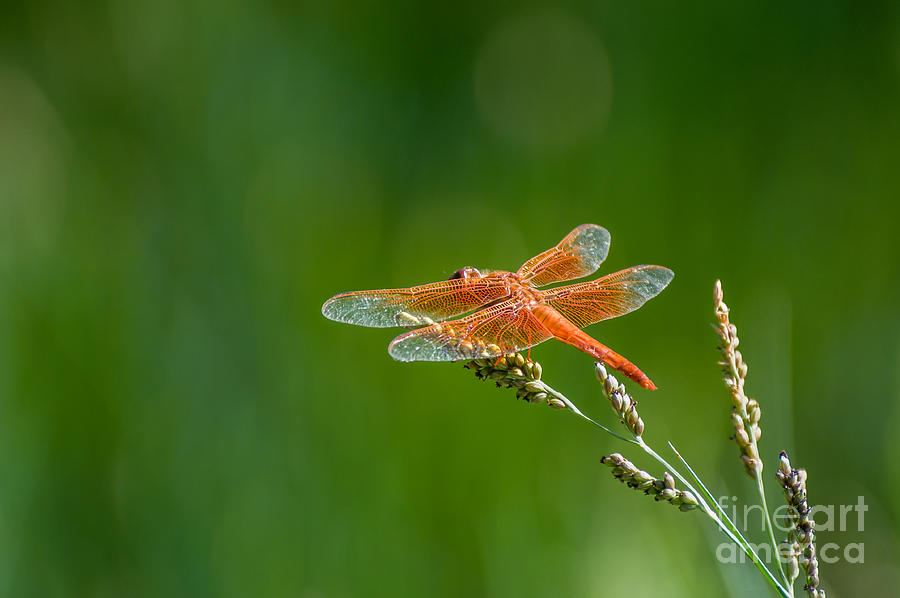 Flame Skimmer Photograph by Al Andersen