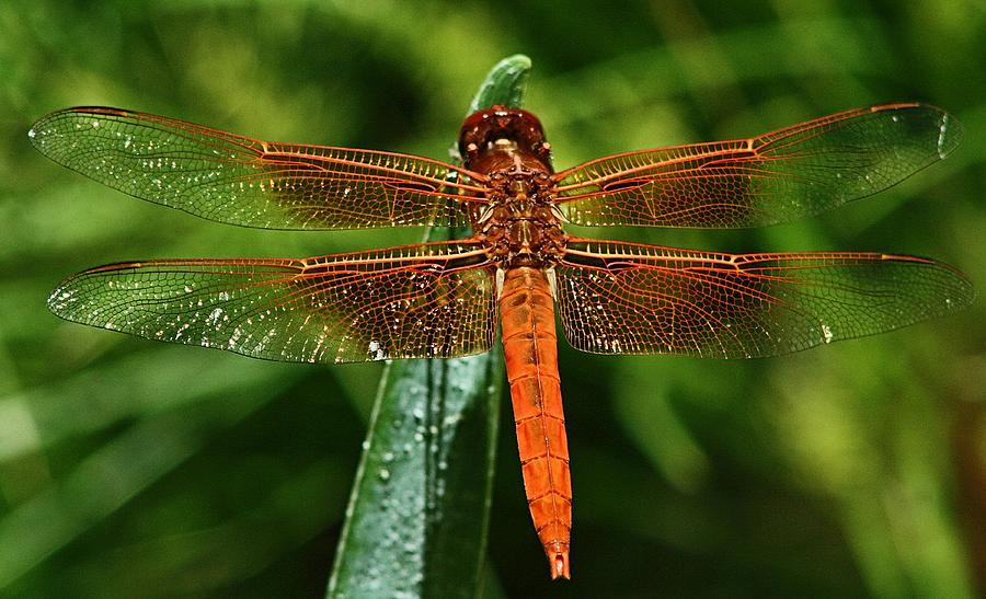 Flame Skimmer Dragonfly Photograph by Michael Gordon