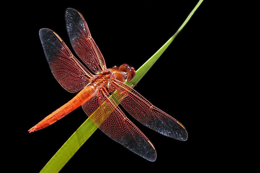 Flame Skimmer - Dragonfly Photograph by Nikolyn McDonald