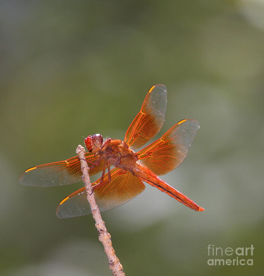 Flame Skimmer dragonfly Photograph by Ruth Jolly - Fine Art America