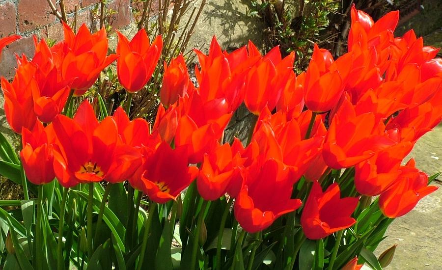 Flame Tulips Photograph by Joan-Violet Stretch