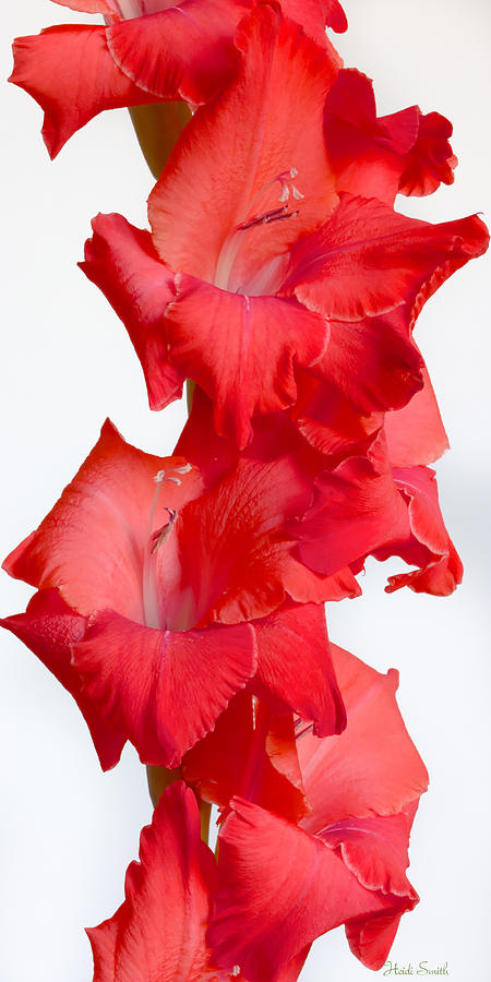 Nature Photograph - Flamenco by Heidi Smith