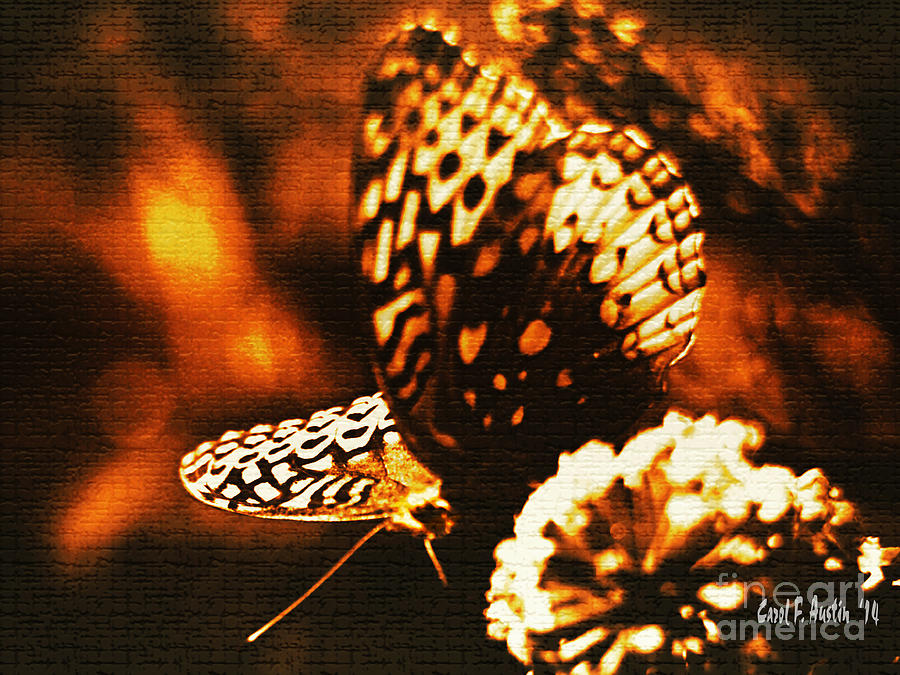 Butterfly Photograph - Flaming Butterfly of Distinction by Carol F Austin