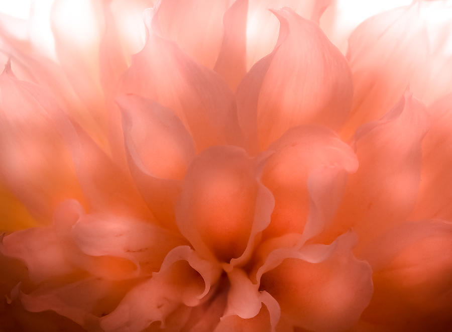 Peach Photograph - Flaming Dahlia by Karen Wiles