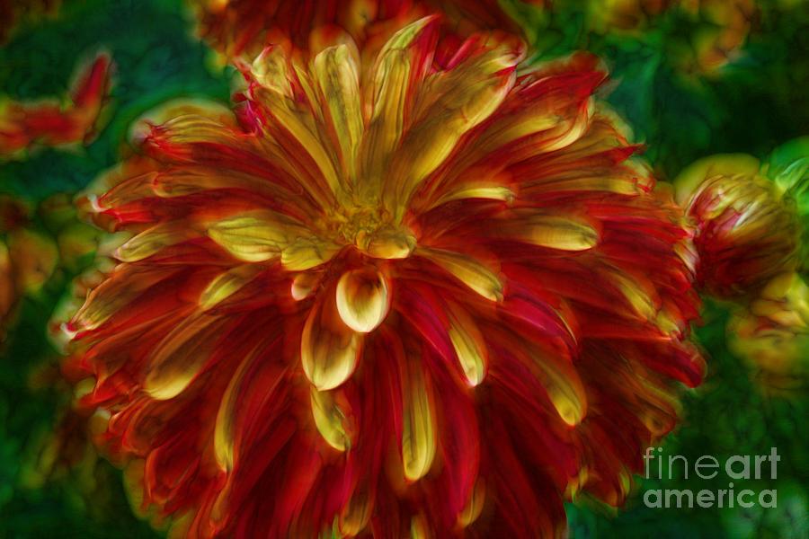 Flaming Dahlia Photograph by Shirley Mangini