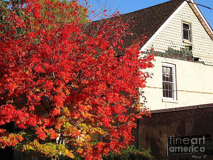 Flaming fall colours on farm house Photograph by Nina Silver