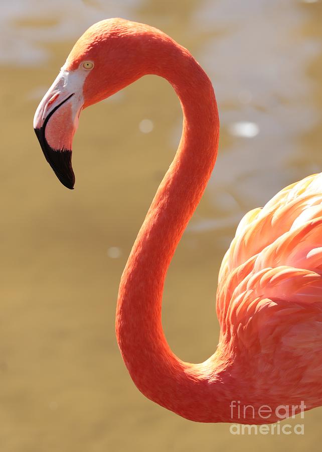 Flamingo Photograph - Flaming Flamingo by Carol Groenen