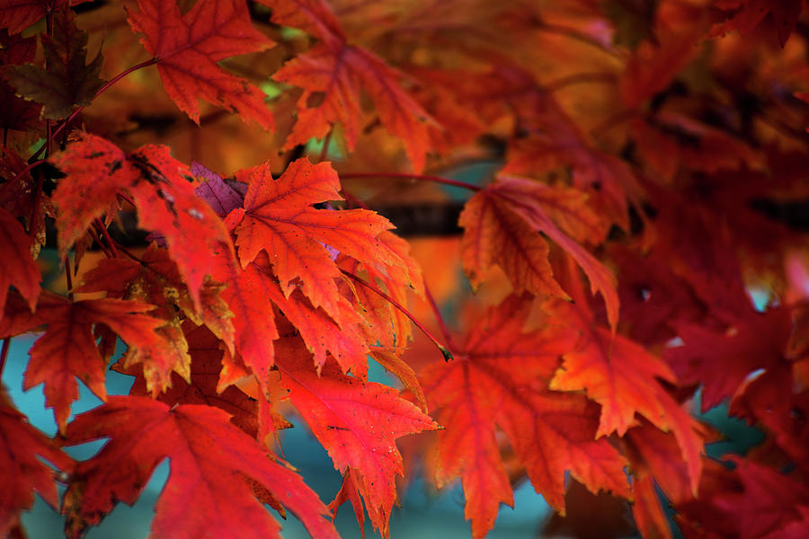 Flaming Foliage_sanduski Photograph by Ray Sandusky / Brentwood, Tn