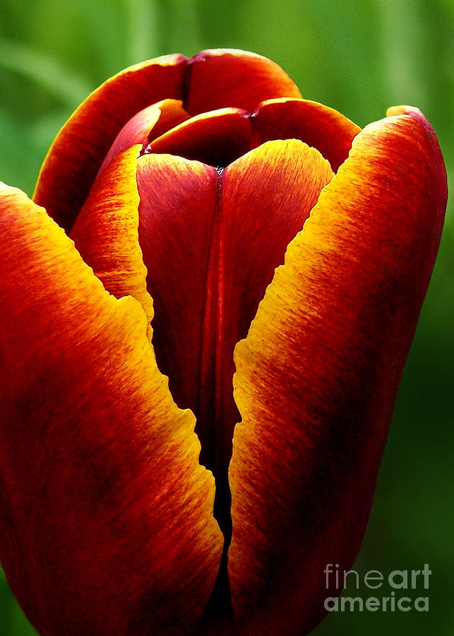 Flaming Heart Tulip Photograph by Kathi Mirto