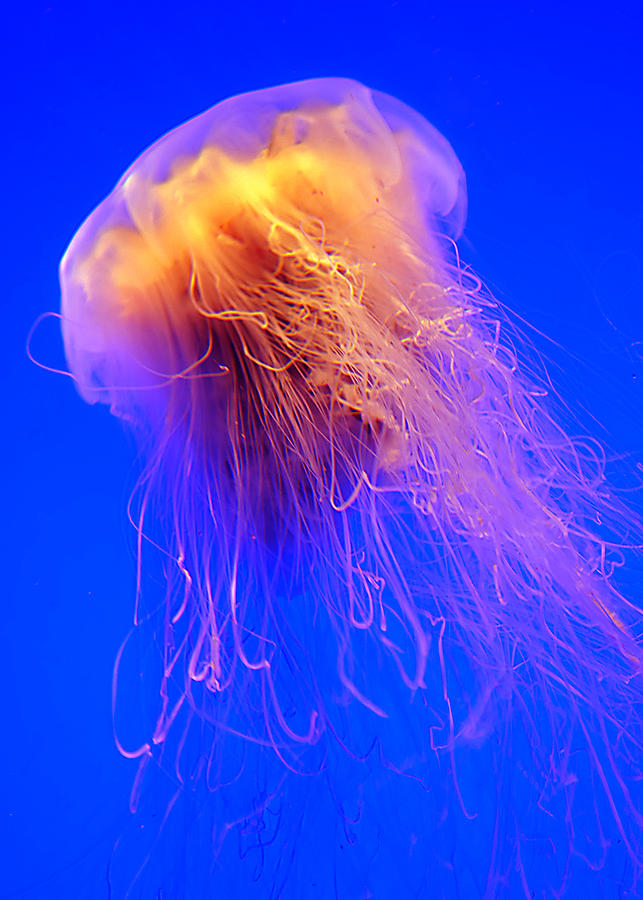 Flaming Jelly Photograph by Jeffrey LeBlanc | Fine Art America