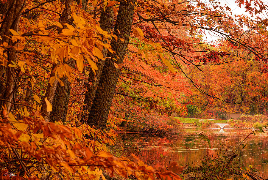 Flaming Leaves Photograph by Lourry Legarde - Fine Art America