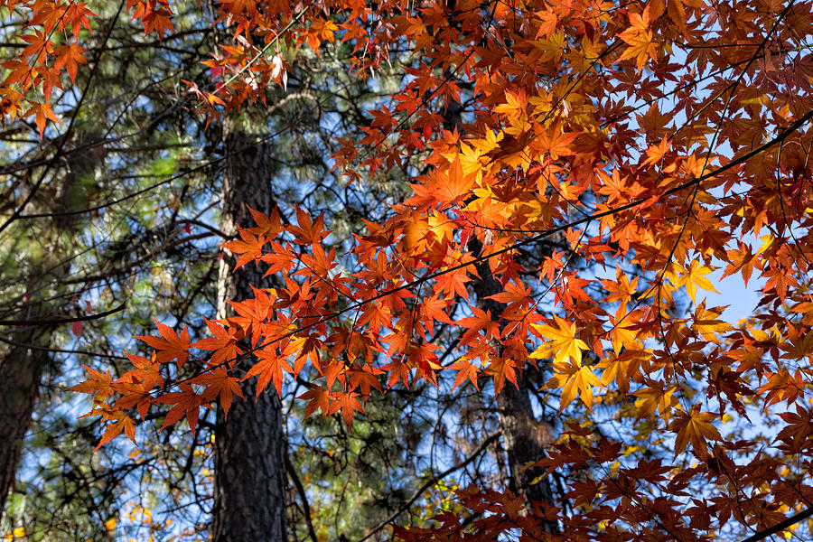 Flaming Maple Beneath the Pines Photograph by Kathleen Bishop