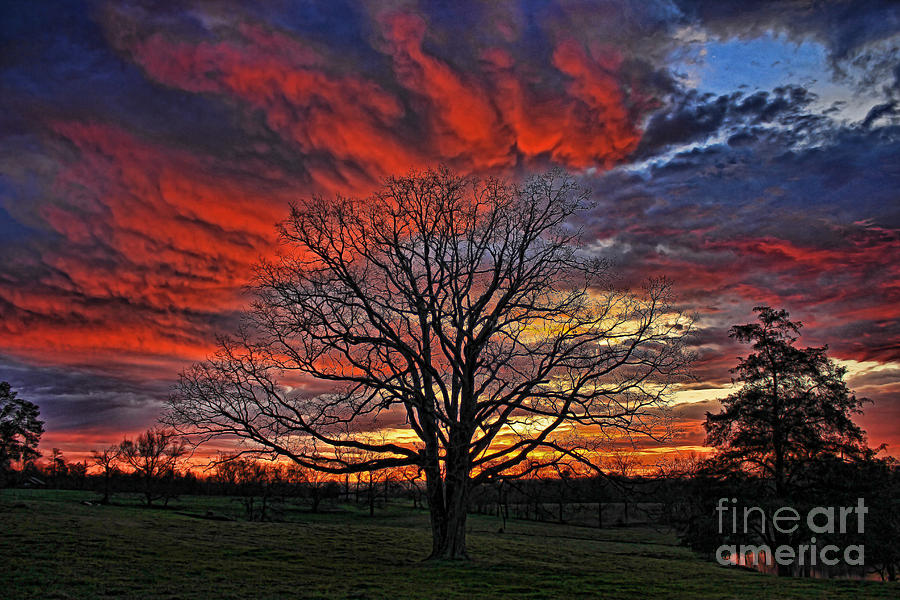 Tree Photograph - Flaming Oak Sunrise by Reid Callaway