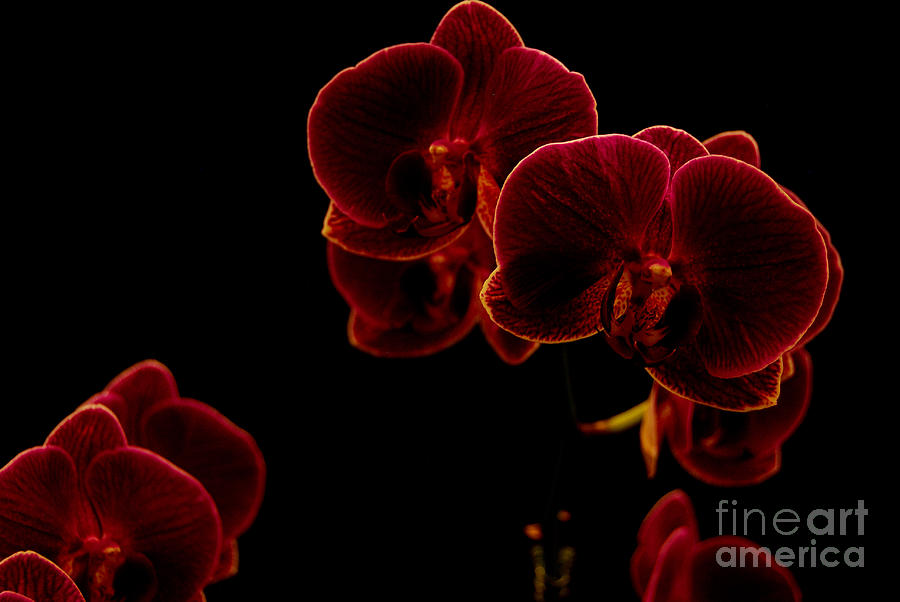 Flower Photograph - Flaming Orchids by Christine Tolosa