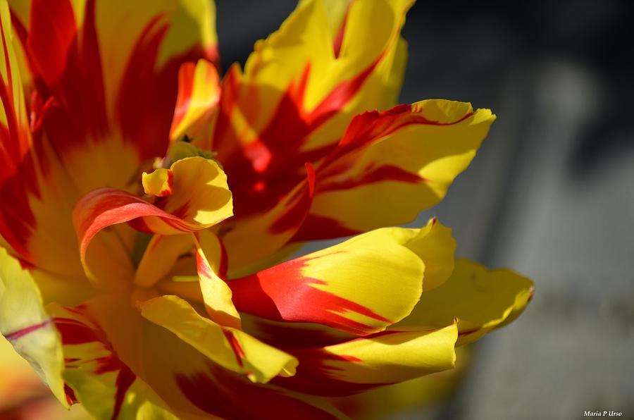 Flaming Parrot Tulip Photograph by Maria Urso