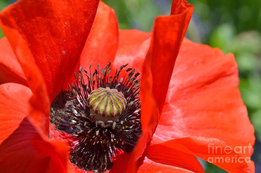 Poppy Photograph - Flaming Red Poppy by Mary Deal