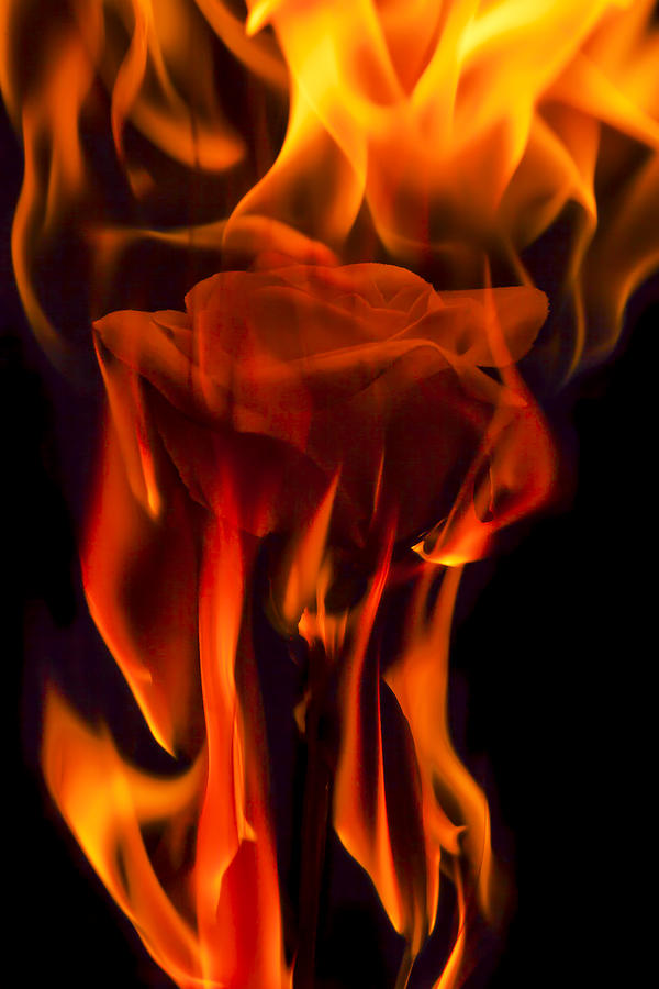 Abstract Photograph - Flaming Rose by Jon Glaser