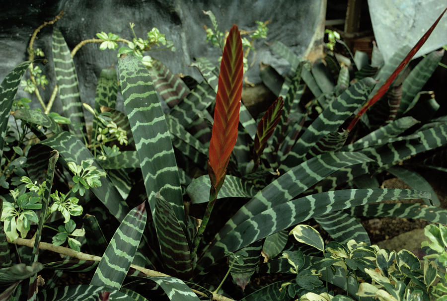 Flaming Sword Plant Photograph by Donald R Wright/science