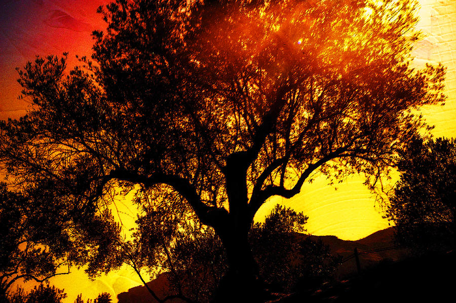 Sunset Photograph - Flaming Tree by Jenny Rainbow