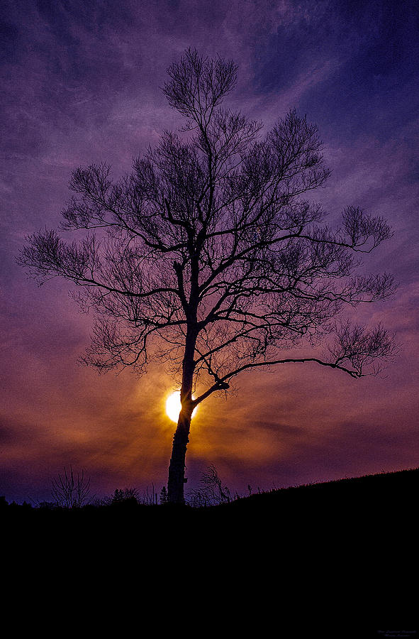 Sunset Photograph - Flaming Tree by Marty Saccone