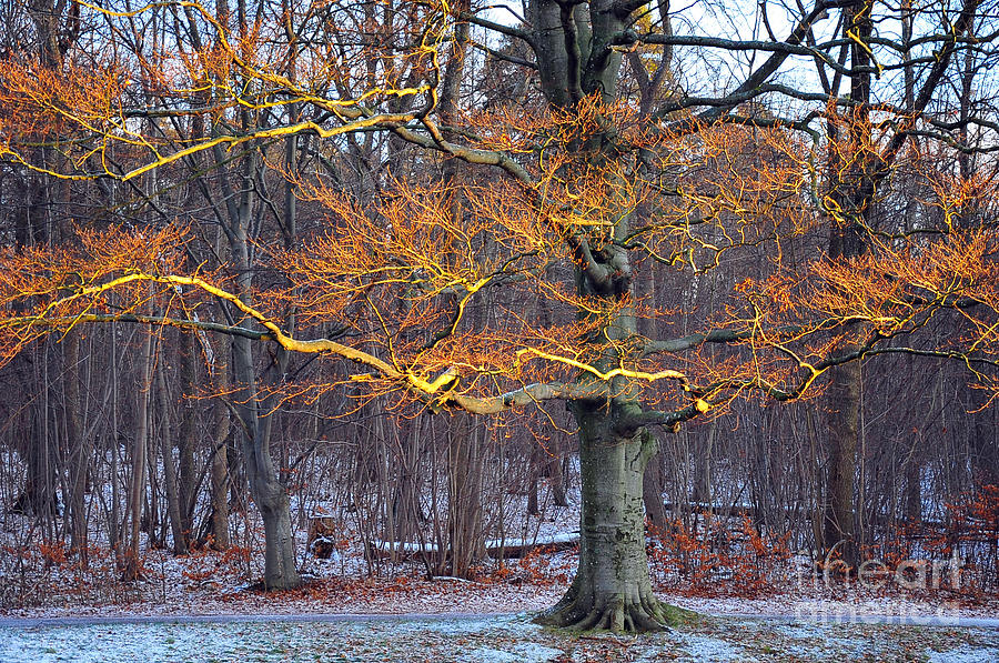 Tree Photograph - Flaming Tree by Randi Grace Nilsberg