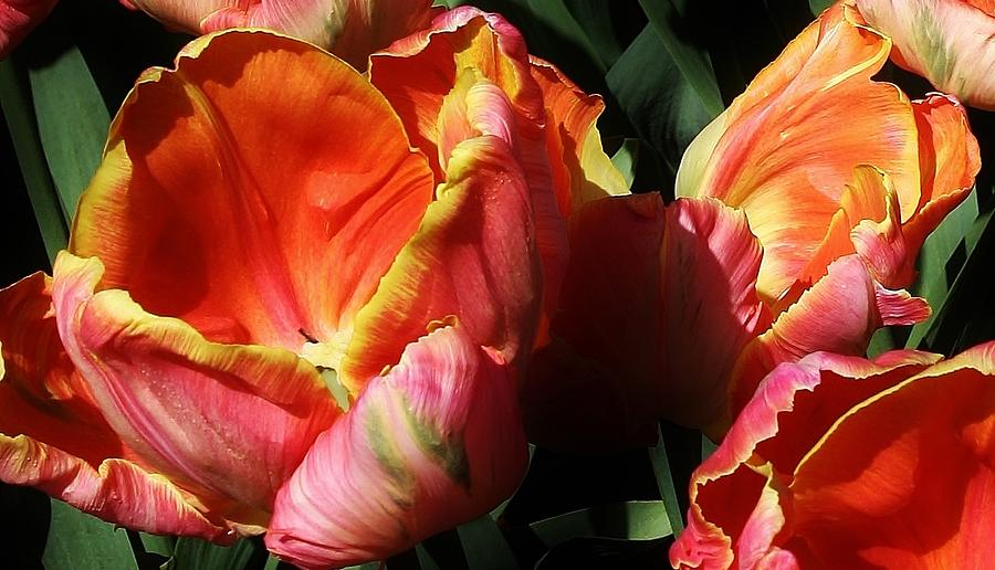 Flaming Tulips Photograph by Bruce Bley