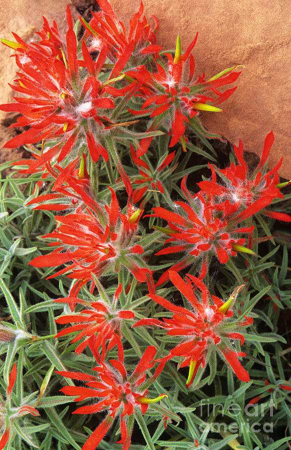 Flaming Zion Paintbrush Wildflowers Photograph by Dave Welling