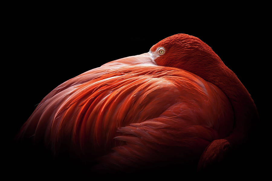 Flamingo Photograph by © Justin Lo