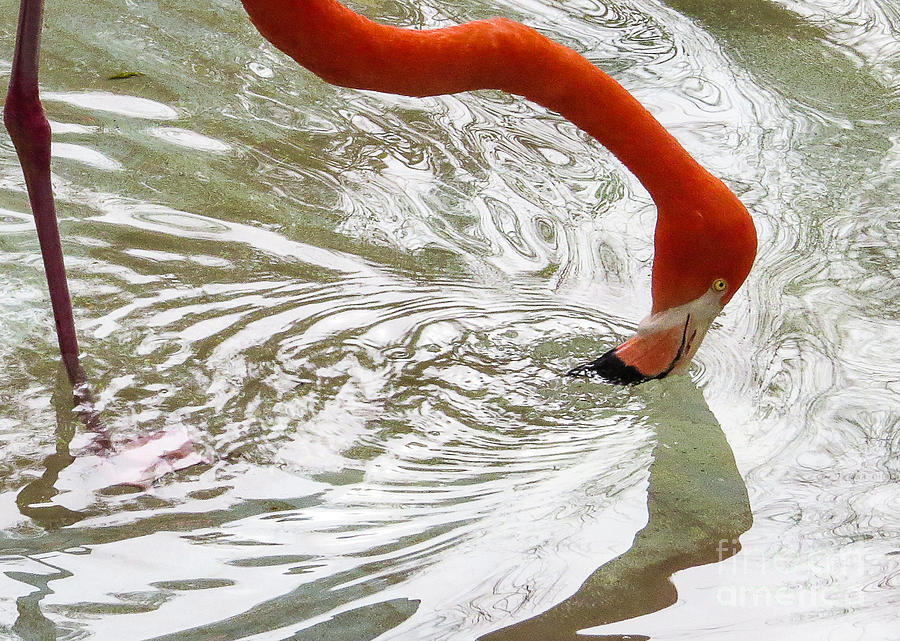 Flamingo Photograph - Flamingo 0218 by Stephen Parker