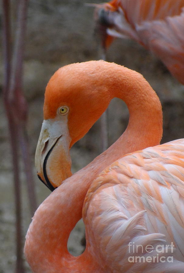 Flamingo 1 Photograph by Padamvir Singh
