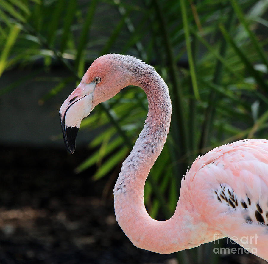 Flamingo 1630 Photograph by Jack Schultz