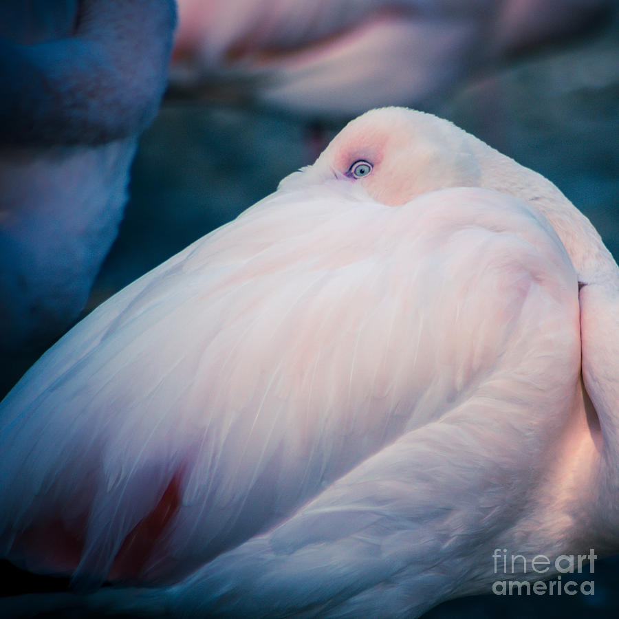 Flamingo 1b - Square Photograph by Hannes Cmarits