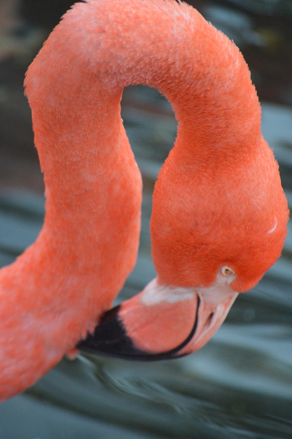 Flamingo 2 Photograph by Brad Kennedy