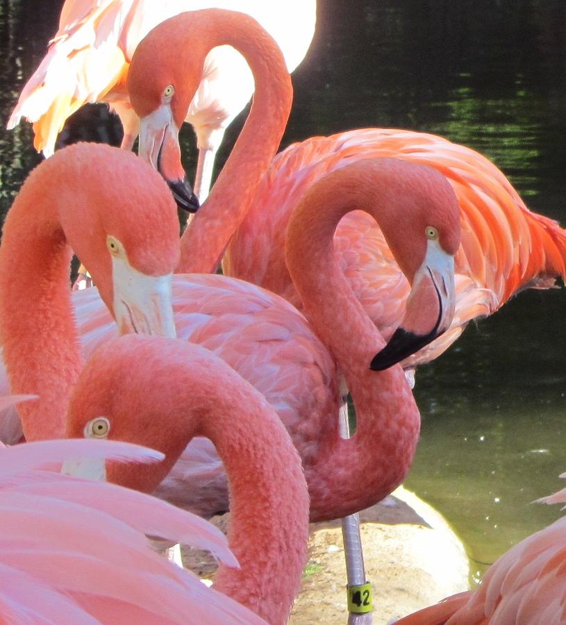 Flamingo 5 Photograph