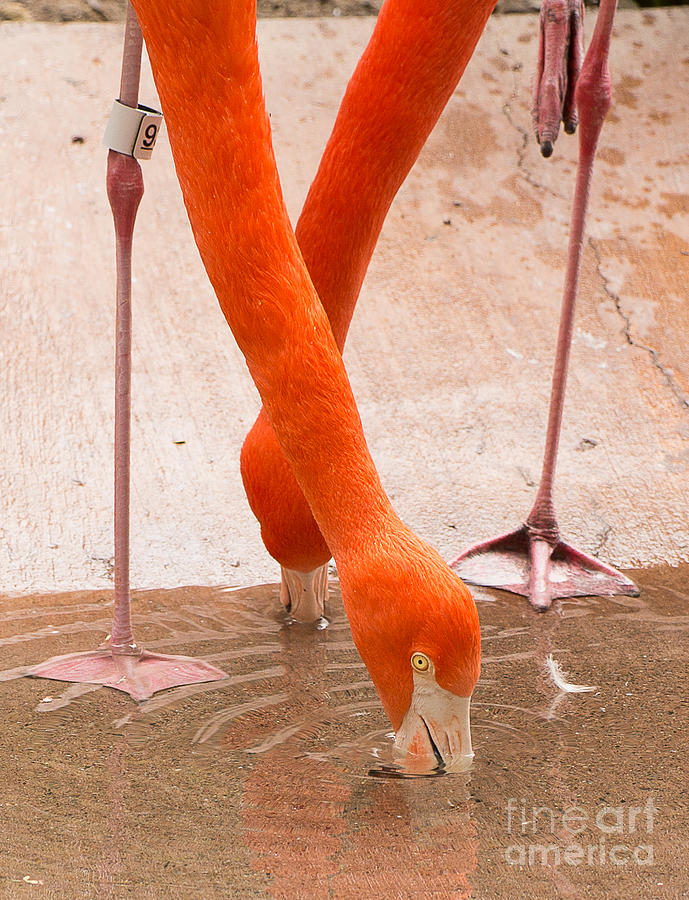 Flamingo Photograph - Flamingo A1787 by Stephen Parker