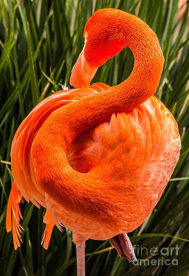 Flamingo Photograph - Flamingo A1791 by Stephen Parker