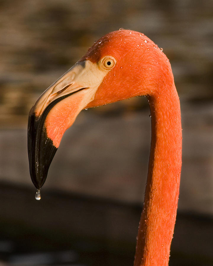 Animal Photograph - Flamingo by Adam Romanowicz