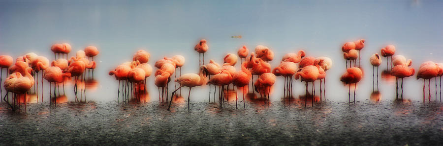 Flamingo Photograph by Amanda Stadther