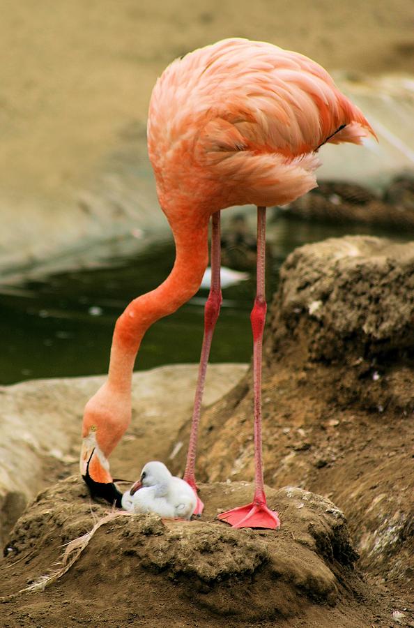 Flamingo and Chick Photograph by Jane Girardot