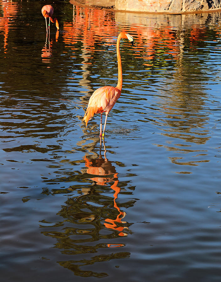 Flamingo and Its Reflection Photograph by Viktor Savchenko