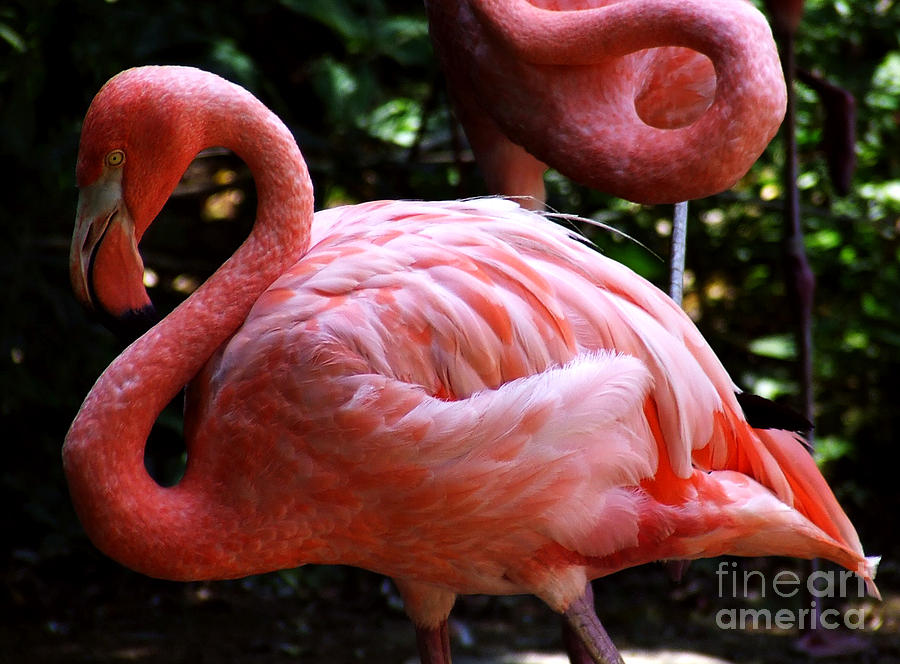 Flamingo Photograph by Andrea Anderegg