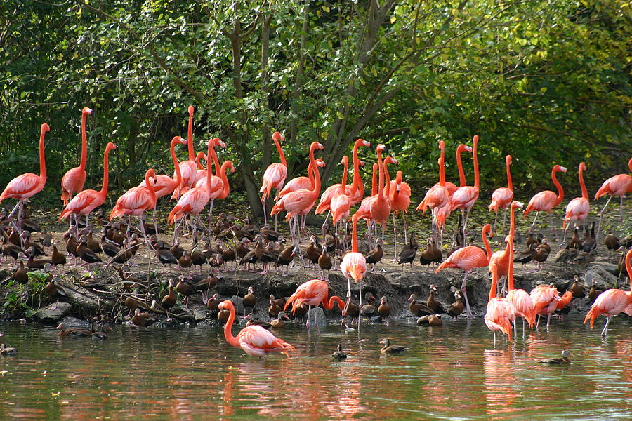 Flamingo Animals of Audubon Zoo New Orleans Louisiana Photograph by ...